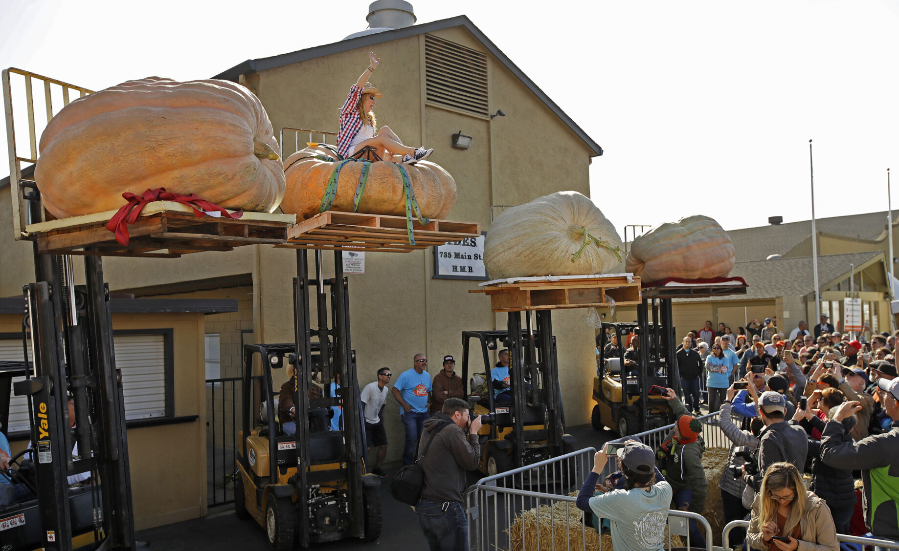 Giant Pumpkin Winner